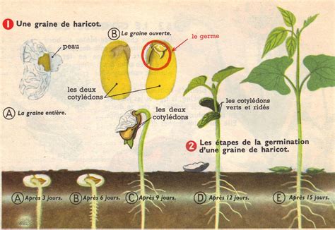 Schéma comparatif entre la structure d'un pied de haricot nain et d'un haricot à rames sur tipi
