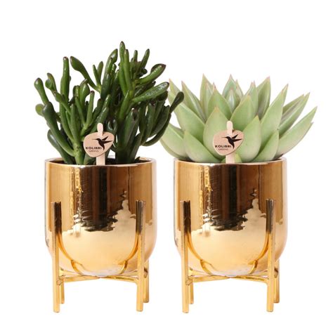 Pots en cuivre décoratifs pour plantes grasses