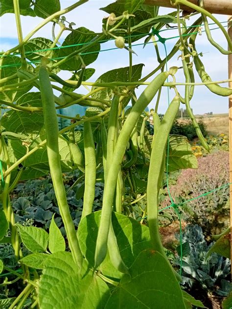 Gousses de haricots grimpants vertes et violacées