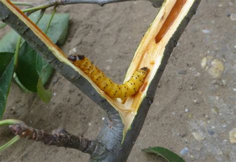 Chenille de Zeuzère du Poirier