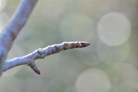 Nid d'Hyponomeute sur un rameau de poirier