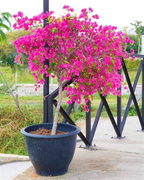 Plantation d'un bougainvillier