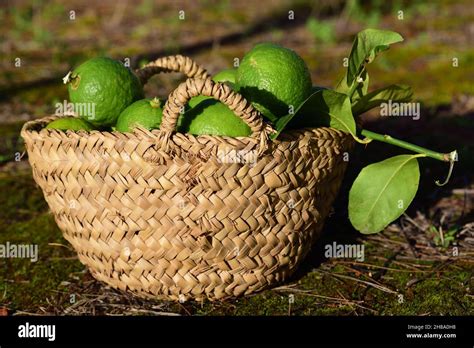 Panier de citrons fraîchement cueillis