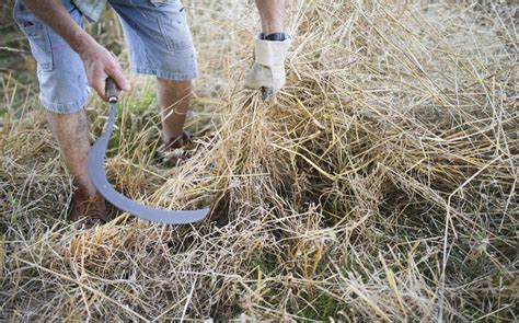 Champ de blé avec des paysans récoltant à la faucille