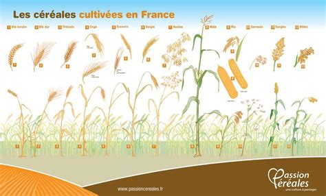 Carte des origines des principales céréales cultivées