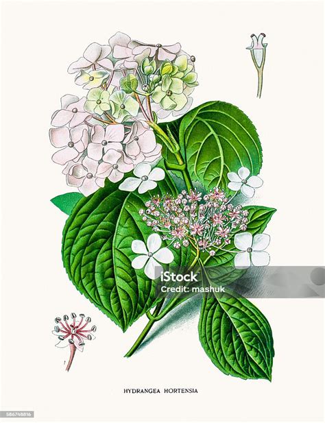 Illustration botanique d'Hortensia par Siebold