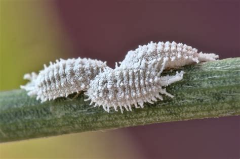 Cochenille farineuse sur une tige de plante