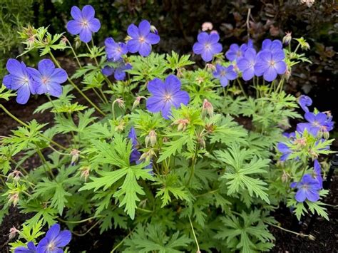 Géranium 'Johnson Blue' avec taches foliaires