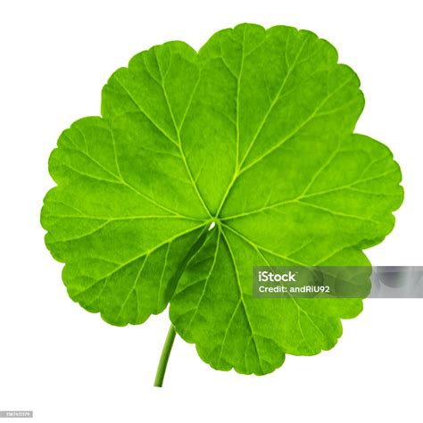 Feuille de géranium avec œdème