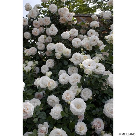 Rosier grimpant Palais Royal® en pleine floraison sur une arche