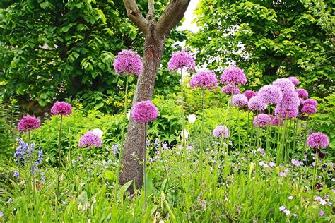 Illustration d'un massif de différents types d'ail d'ornement en pleine floraison