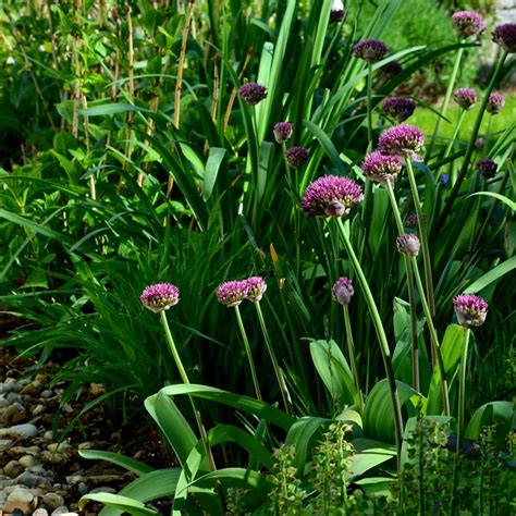Exemple de bouquet sec d'ail d'ornement