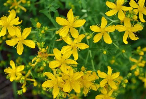 Fleurs jaunes de millepertuis