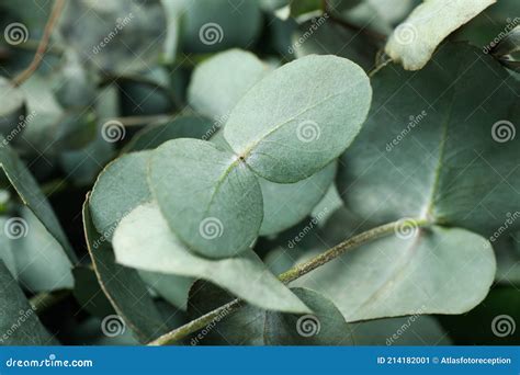 Rameaux d'eucalyptus