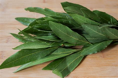Feuilles de laurier-sauce
