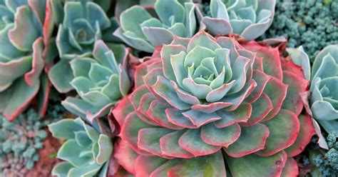 Succulente en fleur
