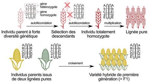 Diagramme simplifié du processus d'hybridation des semences et de la vérification de la stérilité