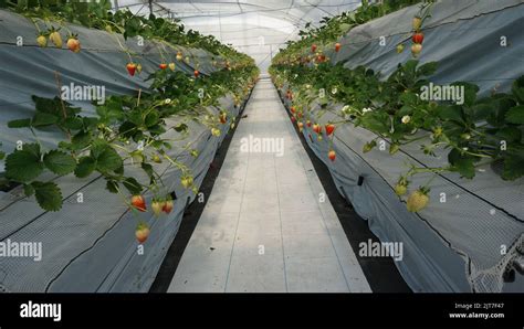 Photo d'une équipe de chercheurs travaillant sur des plants de fraises en serre