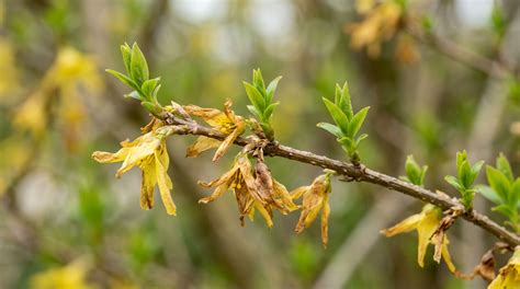 Galle sur une branche de forsythia