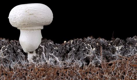 Champignons et mycélium de pourridié