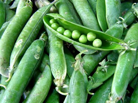 variétés de petits pois