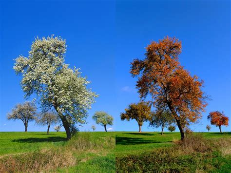 Périodes idéales pour le scarifiage (printemps et automne)