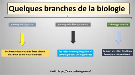 Diagramme représentant les points de convergence entre la biologie du lierre et le comportement du lézard