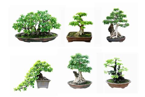 Différentes formes de bonsaï Ficus