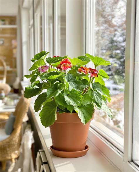 Pot de géranium citronnelle sur une terrasse