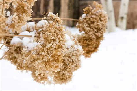 Hortensia en hiver, avec ses fleurs séchées