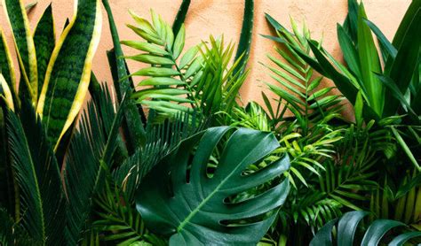 Feuilles de plantes vertes montrant la croissance saine grâce à l'azote