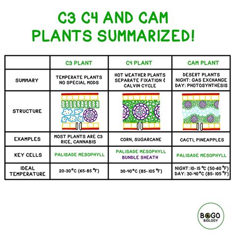 Comparaison Small et Medium Crop Plant
