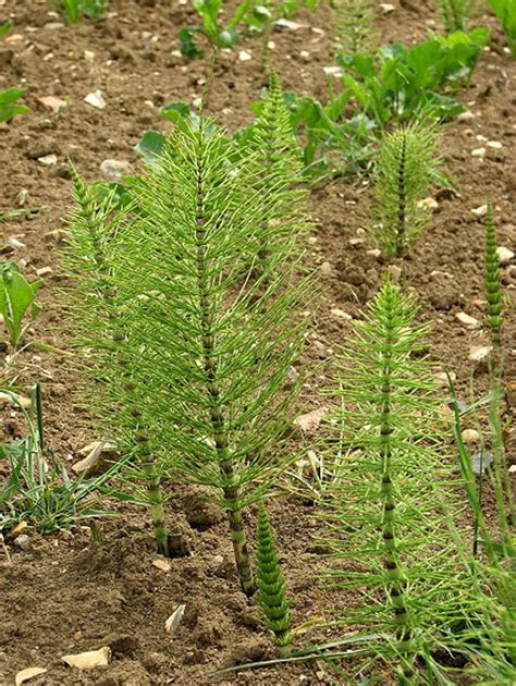 Prêle des champs Equisetum arvense