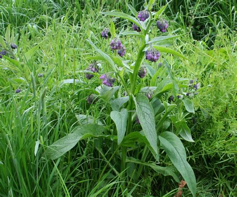 Plant de consoude