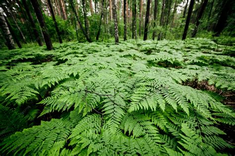 Fougères dans une forêt