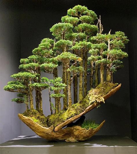 Exemple d'un bonsaï de Masahiko Kimura avec bois mort et vivant