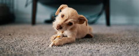 Chiot jouant et chevauchant un objet