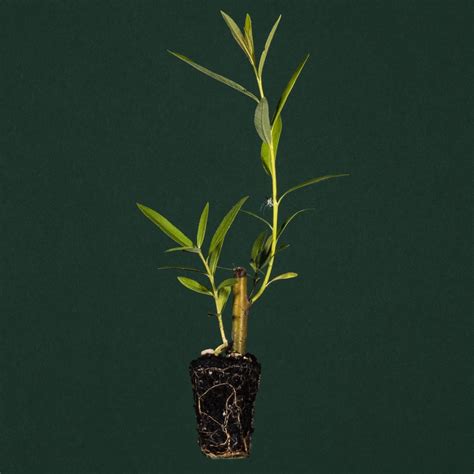 Illustration montrant des boutures de saule en cours de macération dans un récipient en verre