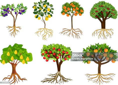 Arbre fruitier avec des fruits mûrs