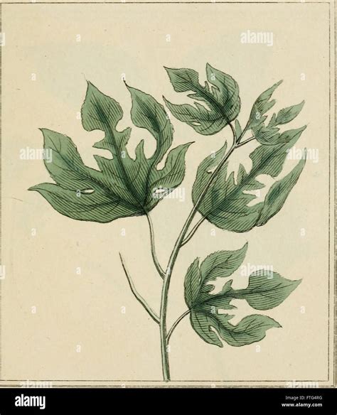 Photo de Monsieur Frantz Louis-Thérèse expliquant les plantes