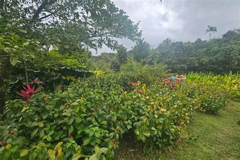 Variétés de fleurs tropicales à la Plantation Beauvallon