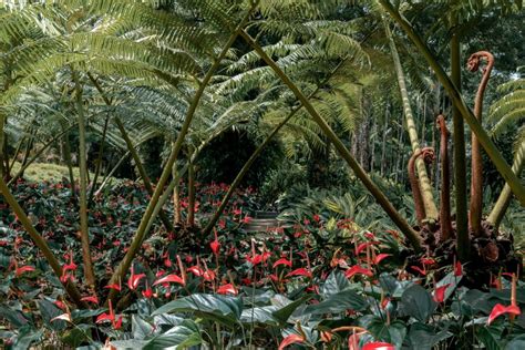 Vue panoramique sur la végétation luxuriante de la Martinique