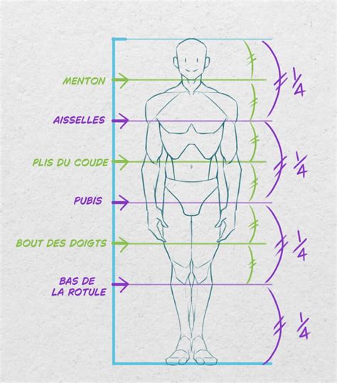 Schéma des proportions pot-bonsaï