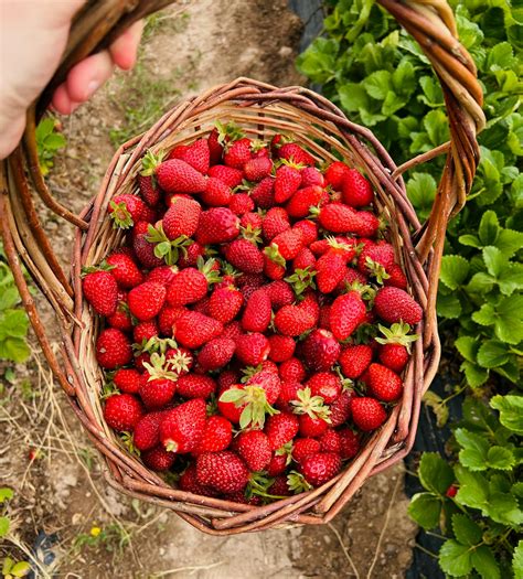 panier de fraises Charlotte fraîchement cueillies