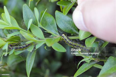 Image d'un buis infesté avec des chenilles et des toiles de soie