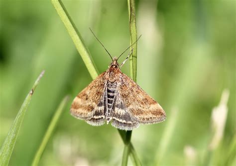 Image d'un papillon de la pyrale du buis au repos