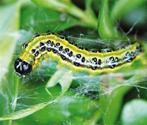 Gros plan d'une chenille de la pyrale du buis