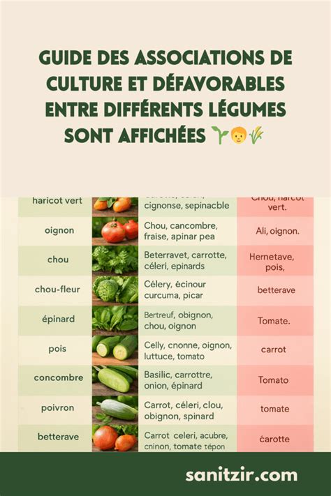 Infographie des associations de plantes favorables et défavorables au persil
