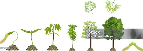 Illustration d'un bosquet de tilleuls à différents stades de croissance