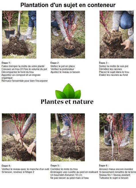 Infographie détaillant les étapes de plantation d'un tilleul